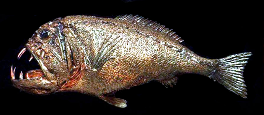 Anoplogaster cornuta_03